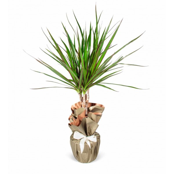 Dracaena - Marginata