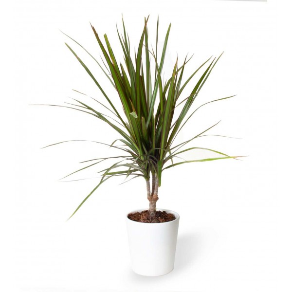 Dracaena - Marginata Nora