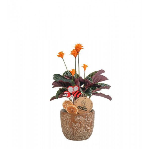 Dua Çiçeği  - Calathea Crocata Kahverengi Anna