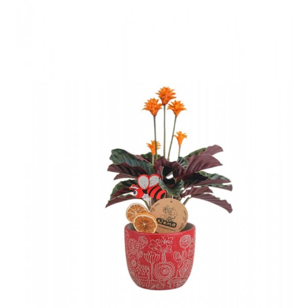 Dua Çiçeği  - Calathea Crocata Kırmızı Anna