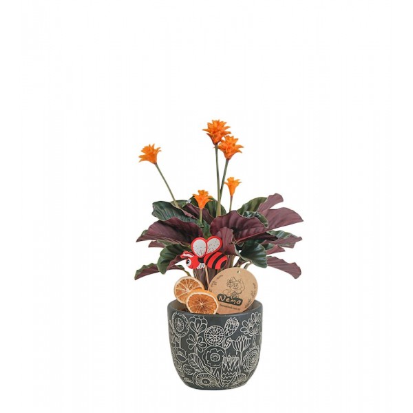 Dua Çiçeği  - Calathea Crocata Siyah Anna