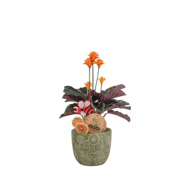 Dua Çiçeği  - Calathea Crocata Yeşil Anna