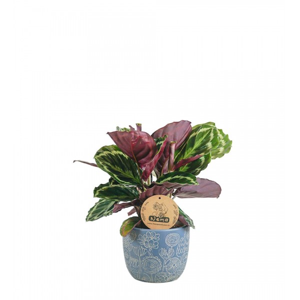 Dua Çiçeği - Calathea Medallion Mavi Anna