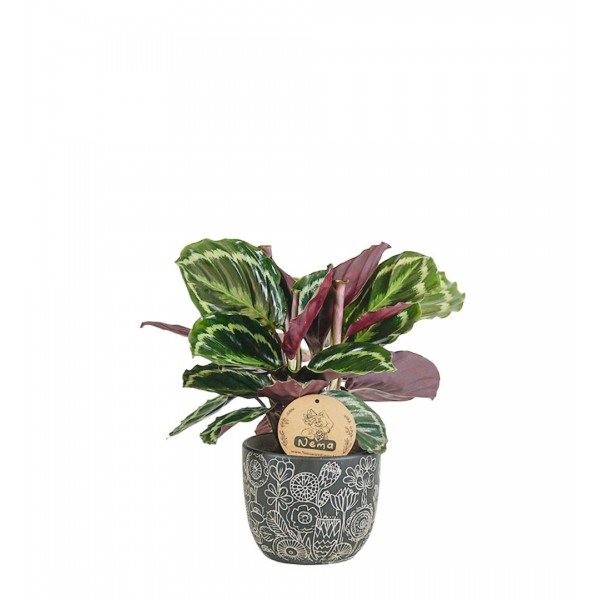 Dua Çiçeği - Calathea Medallion Siyah Anna