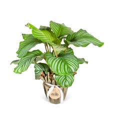 Dua Çiçeği - Calathea Orbifolia 