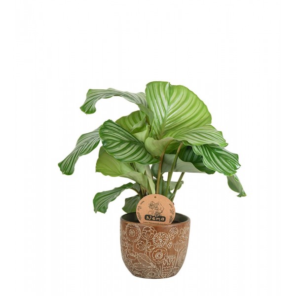 Dua Çiçeği - Calathea Orbifolia Kahverengi Anna 