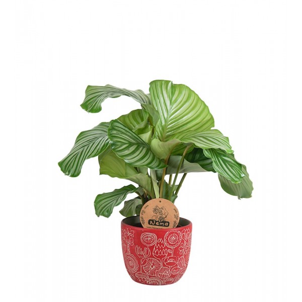 Dua Çiçeği - Calathea Orbifolia Kırmızı Anna 