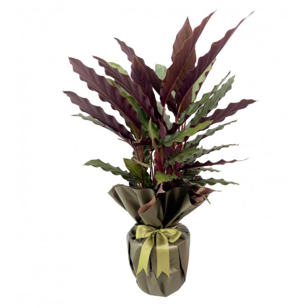 Dua Çiçeği - Calathea Rufibarba 