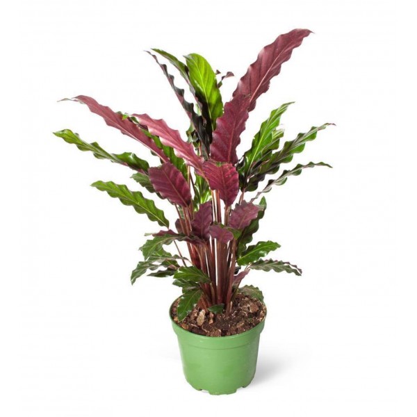 Dua Çiçeği - Calathea Rufibarba Yeşil