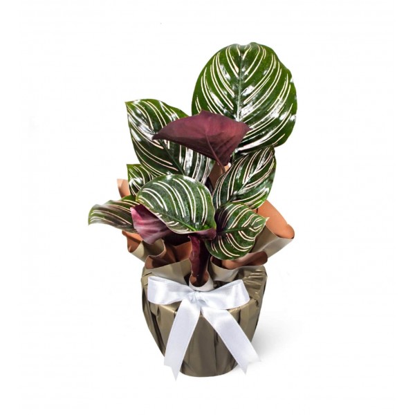 Dua Çiçeği - Calathea Sanderiana 