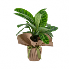 Dua Çiçeği - Calathea Zebrina 