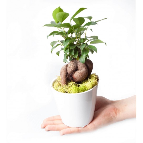 Ficus Ginseng Bonsai - Beyaz Lily