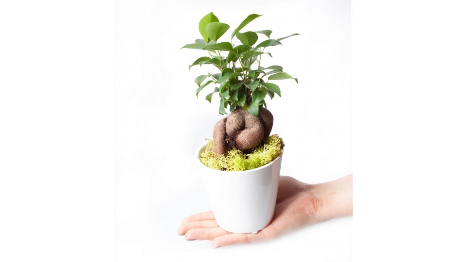 Ficus Ginseng Bonsai - Beyaz Lily