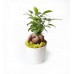 Ficus Ginseng Bonsai - Beyaz Lily