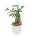 Ficus Ginseng Bonsai - Beyaz Lily