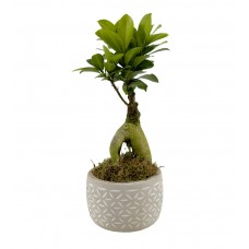 Ficus  Ginseng Bonsai - Drew 