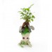Ficus Ginseng Bonsai - Groot Saksıda