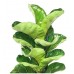 Ficus Lyrata - Keman Yapraklı Kauçuk-1