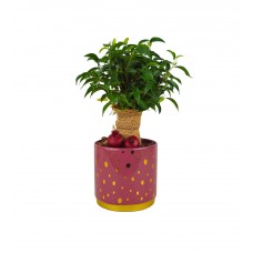 Ficus Natasha -  Rosy