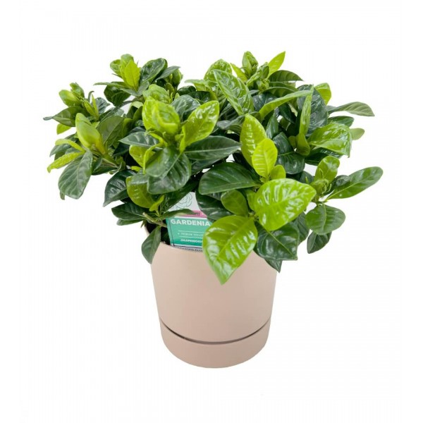 Gardenya - Gardenia Jasminoides 