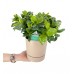 Gardenya - Gardenia Jasminoides