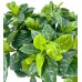 Gardenya - Gardenia Jasminoides