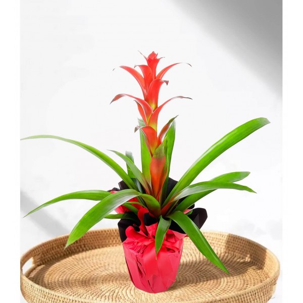 Guzmanya - Guzmania Cherry