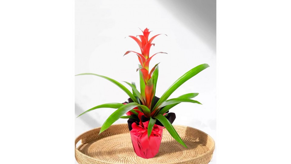 Guzmanya - Guzmania Cherry