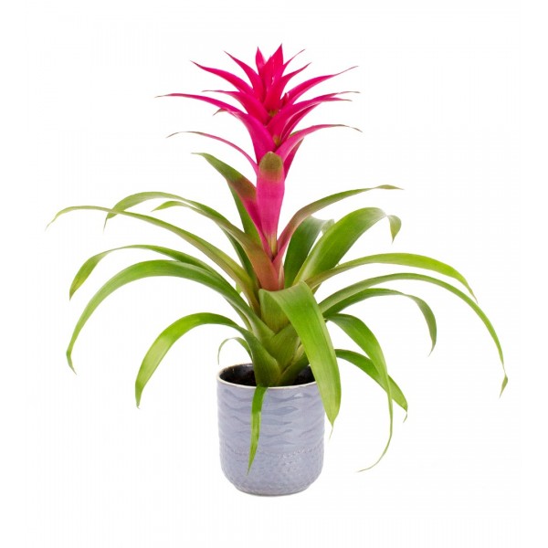 Guzmanya - Pembe Guzmania Gri Maya