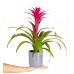 Guzmanya - Pembe Guzmania Gri Maya
