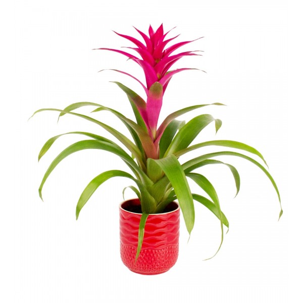 Guzmanya - Pembe Guzmania Kırmızı Maya