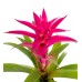 Guzmanya - Pembe Guzmania Kırmızı Maya