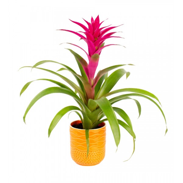 Guzmanya - Pembe Guzmania Turuncu Maya