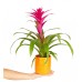 Guzmanya - Pembe Guzmania Turuncu Maya