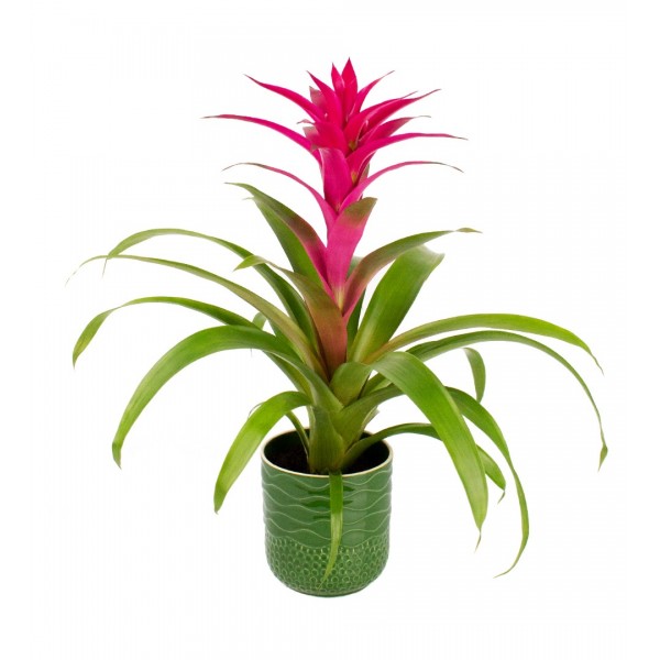 Guzmanya - Pembe Guzmania Yeşil Maya