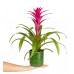 Guzmanya - Pembe Guzmania Yeşil Maya