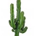 Kaktüs - Euphorbia İngens 