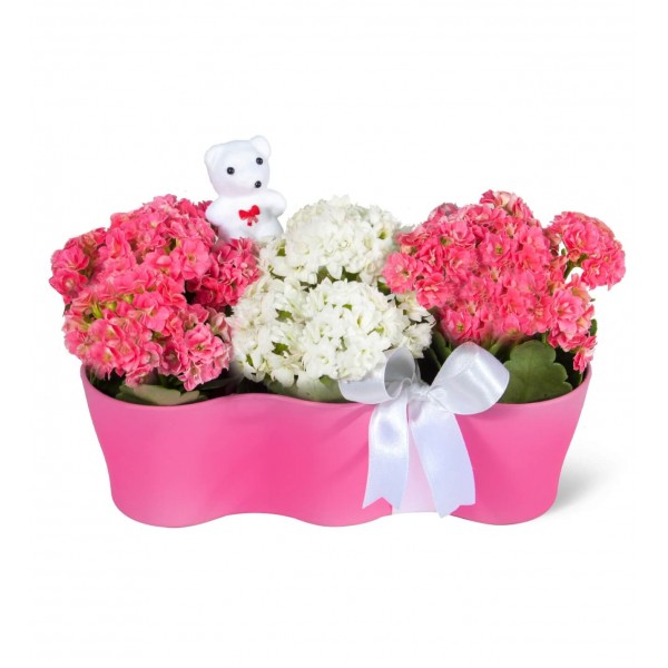 Kalanşo - Kalanchoe Pembe 3lü Set  