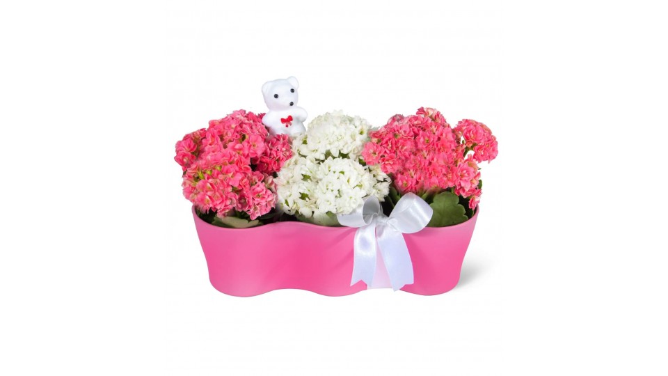 Kalanşo - Kalanchoe Pembe 3lü Set  