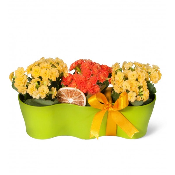 Kalanşo - Kalanchoe Yeşil 3lü Set