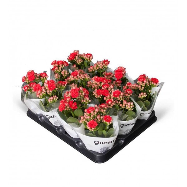 Kalanşo - Kırmızı Kalanchoe 12li Set