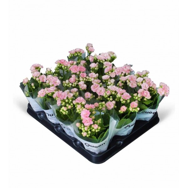 Kalanşo - Pembe Kalanchoe 12li Set