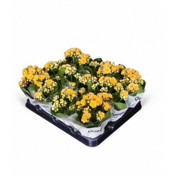 Kalanşo - Sarı Kalanchoe 12li Set