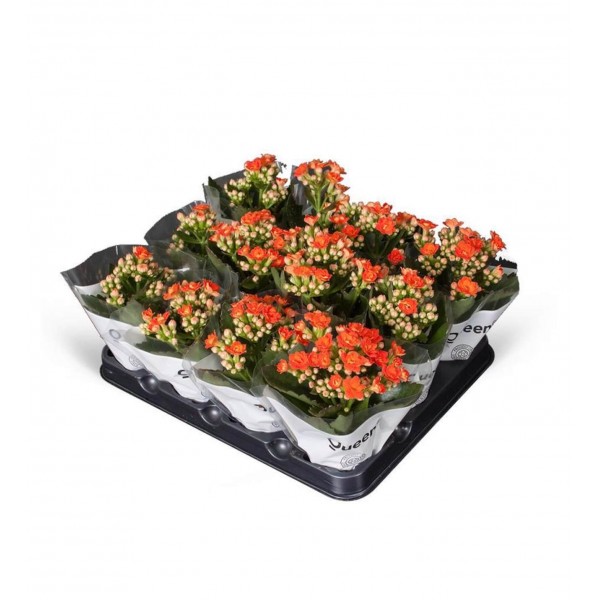 Kalanşo - Turuncu Kalanchoe 12li Set