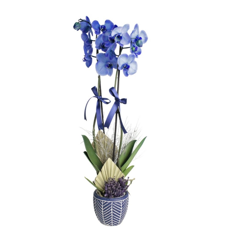 Mavi Orkide - Sara 
