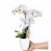 Midi Orkide - Beyaz Lily Beyaz Orkide