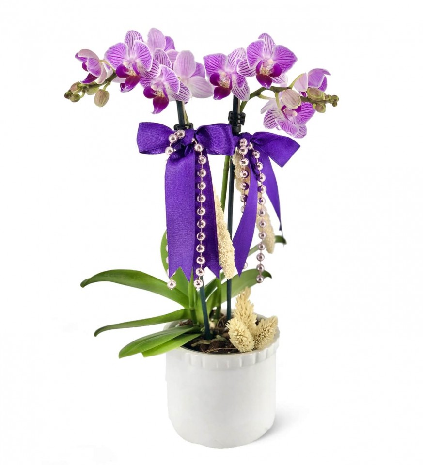 Midi Orkide - Beyaz Lily Pembe İnci Orkide