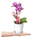 Midi Orkide - Beyaz Lily Tek Dal Pembe