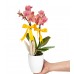 Midi Orkide - Beyaz Lily Turuncu Orkide