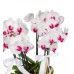Midi Orkide - Dalmaçyalı Orkide Mila